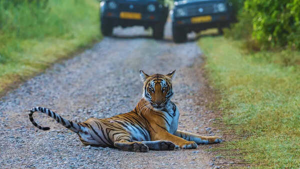 Why is it so difficult to book a Dhikala safari in Jim Corbett National Park?