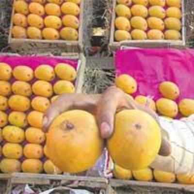 Volatile rupee hits mango exporters