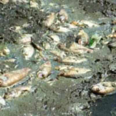 Makhmali lake fish inquiry indicts