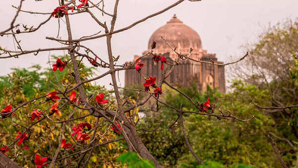 Spring, in full bloom: Rediscover Delhi with tree-gazing walks