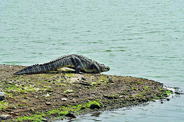Work on reptile incubation centre at Bagaha to begin soon