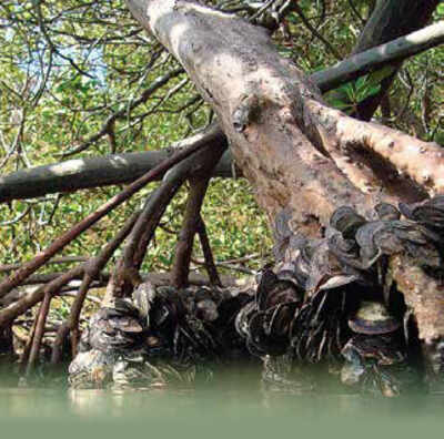 Bringing mangroves to the masses in Mumbai