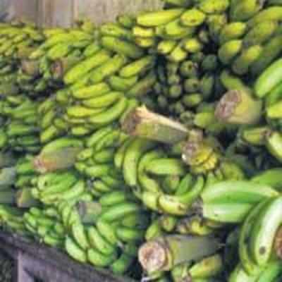 Where money grows on plantains!