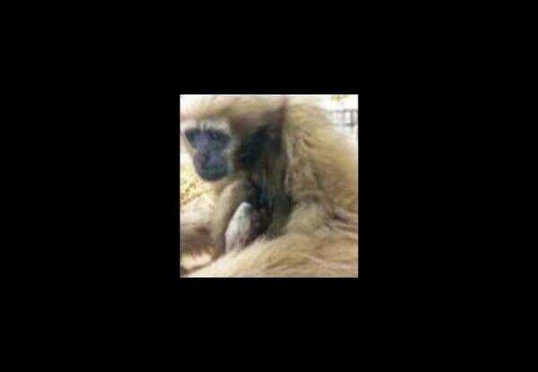 In a first, western hoolock gibbon born at Delhi zoo