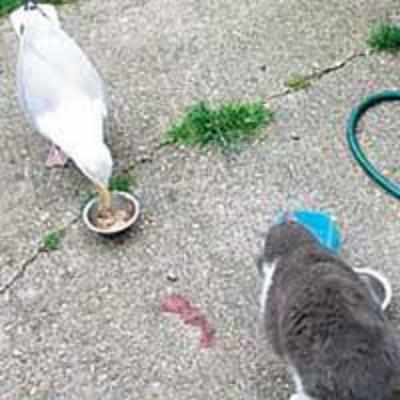 Confused seagull raised with three cats thinks he is feline