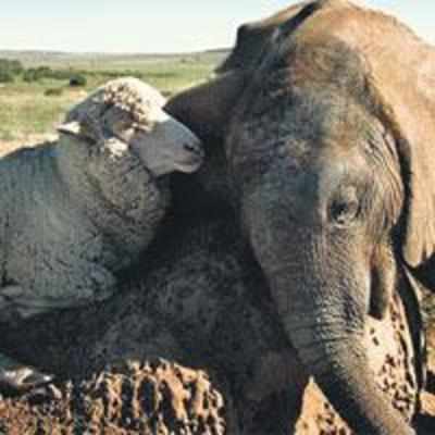 Albert, the sheep, provides warmth to orphaned baby elephant