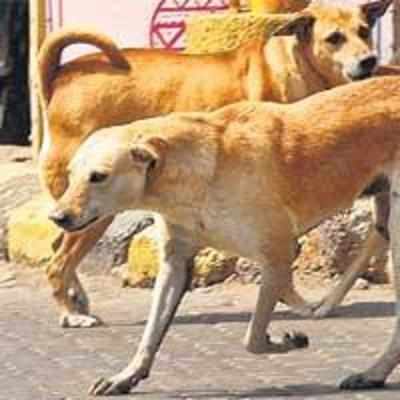 Who's stealing our stray dogs?