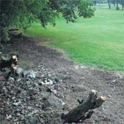 Willingdon manager booked for felling trees on campus