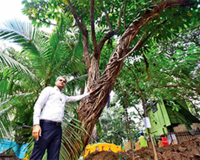 Colaba set to lose 270 trees to Metro III project