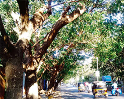 63 trees ‘left to die after botched replantation’