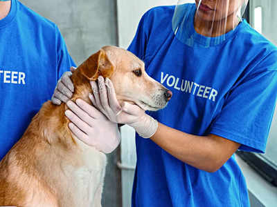 Animal lovers want vet services 24x7 in Bengaluru