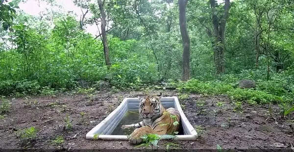 Guj to use 500 foresters, 250 camera traps to count sole tiger
