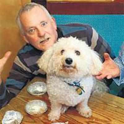 Food contest in chaos after dog eats all the pies