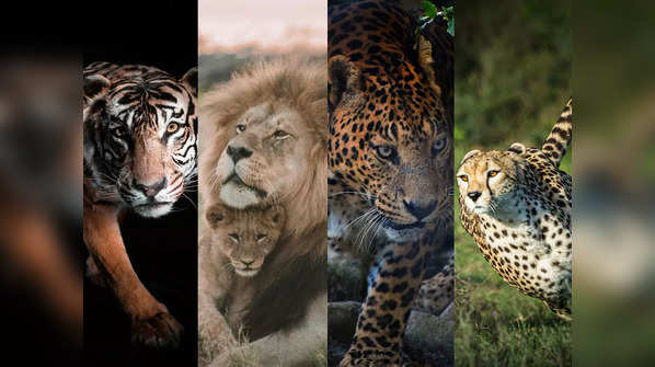 Tiger vs Lion vs Leopard vs Cheetahs: Which animal is the strongest