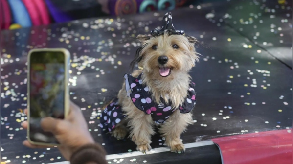 Rio’s ‘Blocão’ dog carnival: Pets parade in costumes at Brazil’s ...