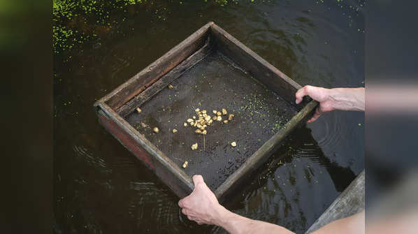 Exploring gold-bearing rivers 