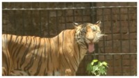 Vadodara zoo sprays water around animal cages to beat the heat 