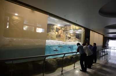 Humboldt penguins shifted to new home
