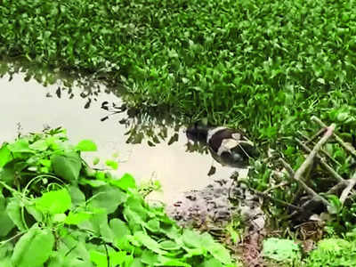 Lake turned into animal graveyard