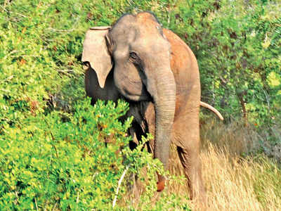 Wild elephant tramples five to death in Odisha