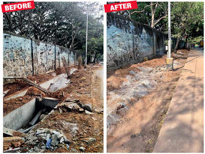 Saplings sacrifice their lives to road widening