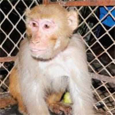 TMC, SPCA fight over dead monkey