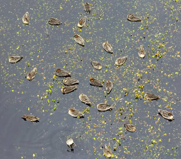 From Gujarat to Carolina wetlands, a new eye in the sky