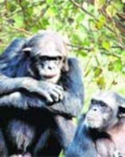 New study proves that chimps are self-aware