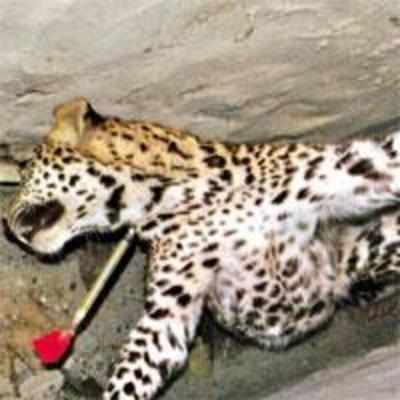 Leopard gets stuck in Bhandup chawl, rescued