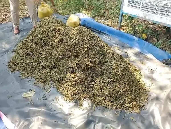 750 kgs of dry cannabis seized from coffee gardens in ASR dist