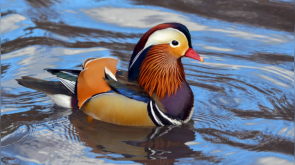 Mandarin Duck