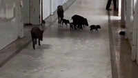 Shocking: Pigs roam around at govt hospital in Gulbarga, Karnataka 