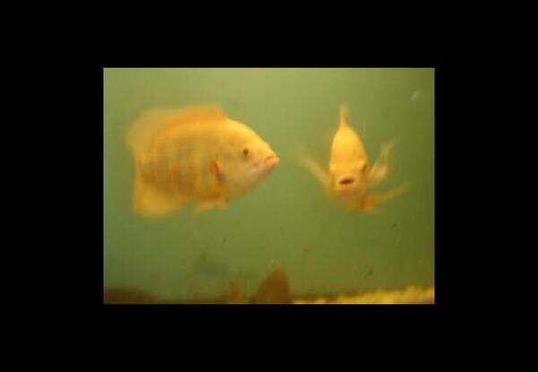 Kutumsar: Rare blind cave fish face extinction threat