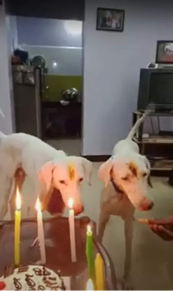 Coimbatore family organises baby shower for their pet dog