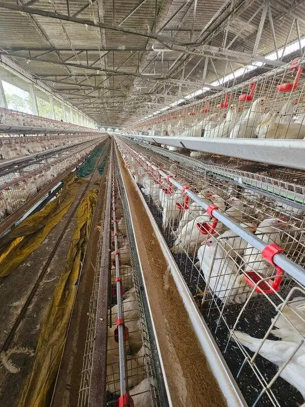 Navapur’s egg bowl cracks: Avian flu, credit crunch shrink poultry hub