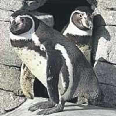 Gay penguins hatch an egg, adopt chick