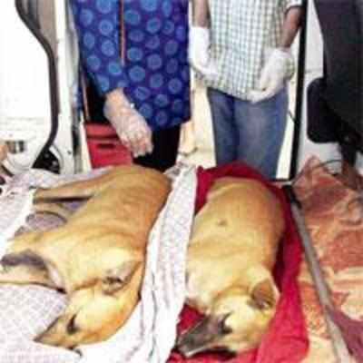 Four stray dogs found poisoned in posh Thane housing society