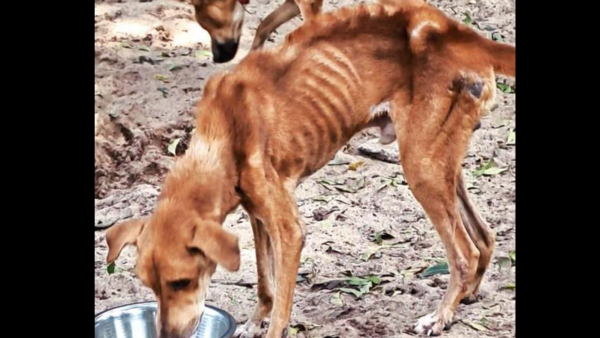 Over 100 cats, dogs in poor health rescued from animal trust in Tamil Nadu