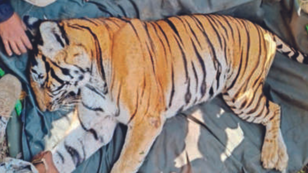 5 elephants, 150 Kodagu forest staff capture tiger that killed teenager, beekeeper