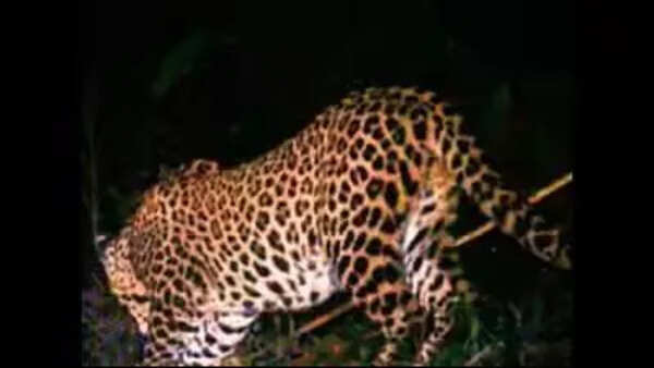 Eight-yr-old boy killed in leopard attack; villagers allege inaction