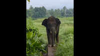 Maha locals drive Omkar back