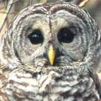 Man dies after retaliation from owl he tried to steal