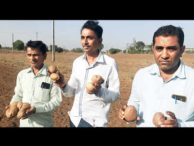 Ouch potato: Farmers allege being unfairly targeted by MNC