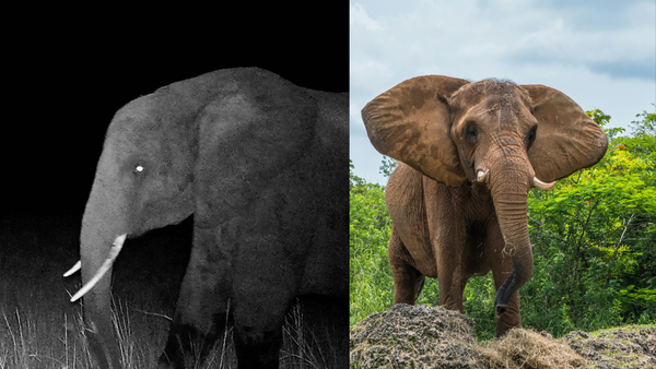 Angola’s “ghost elephants” vanished for decades and may have faked extinction to survive