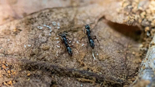 US warns as Asian needle ant reaches over 20 states; experts warn of sharp, painful attacks
