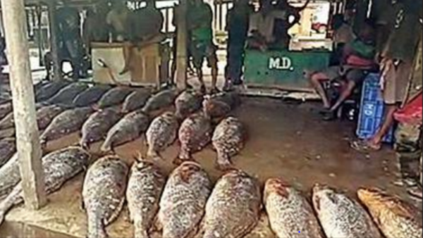 West Bengal: Digha fisherman turns crorepati overnight