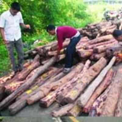 Abandoned truckload of red sandalwood found in New Panvel