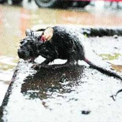Civic body barely uses funds alotted to eradicate rats: RTI