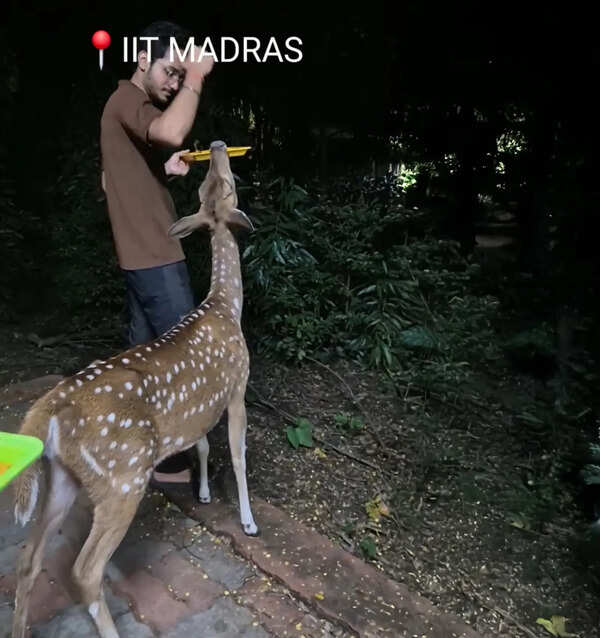 Believe it or not: Deer wants a bite of dosa at this IIT campus
