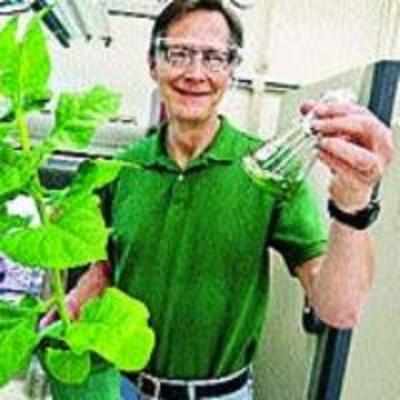 Tobacco goes from villain to biofuel hero